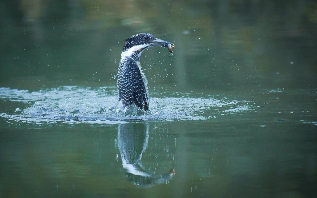 冠鱼狗捕鱼瞬间.