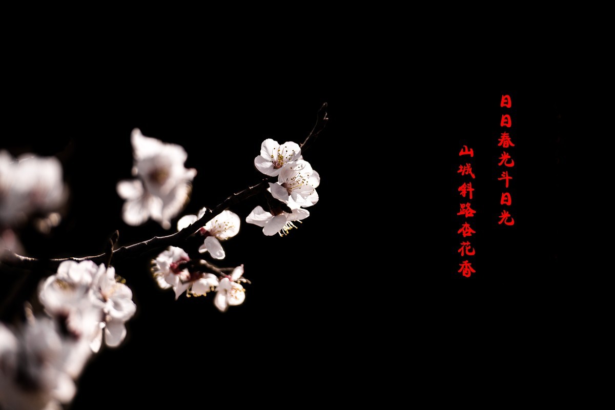 植物园赏杏花拍人像