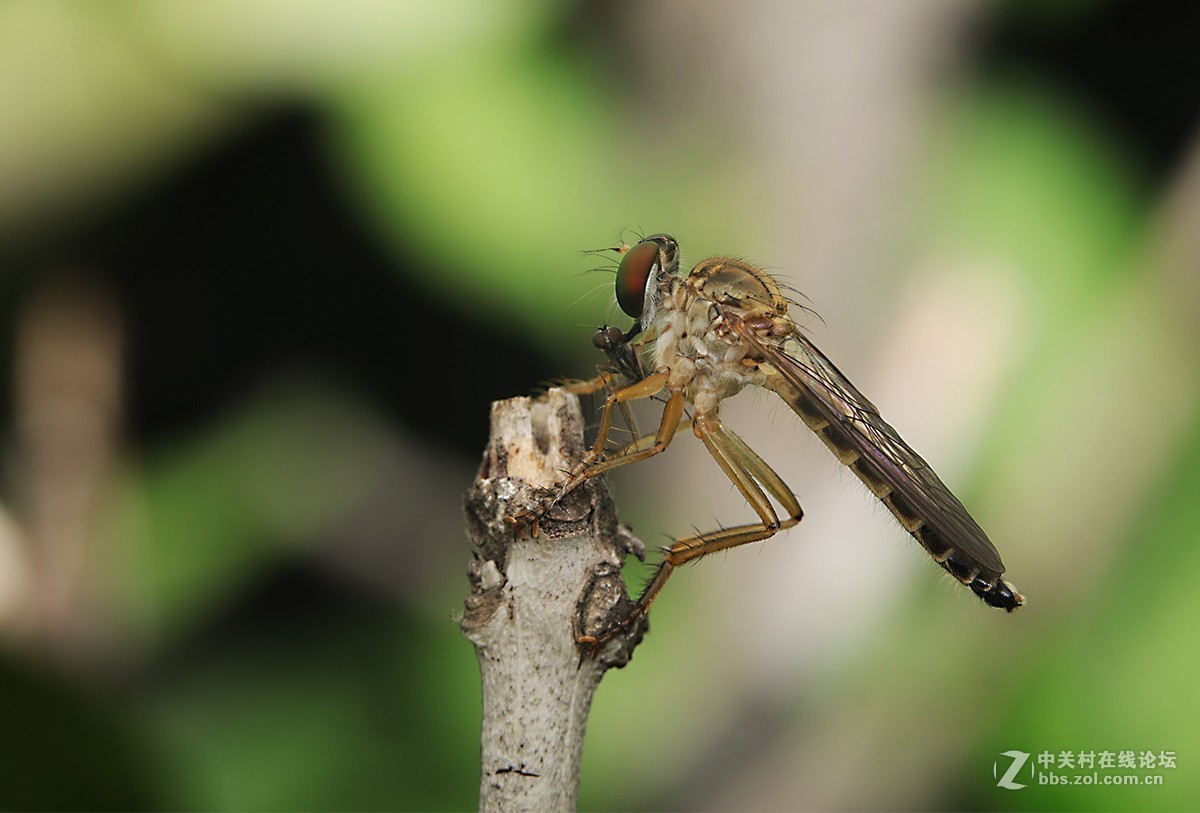 #版主坐堂# 2018年7月微距摄影星空(中国)作品集萃