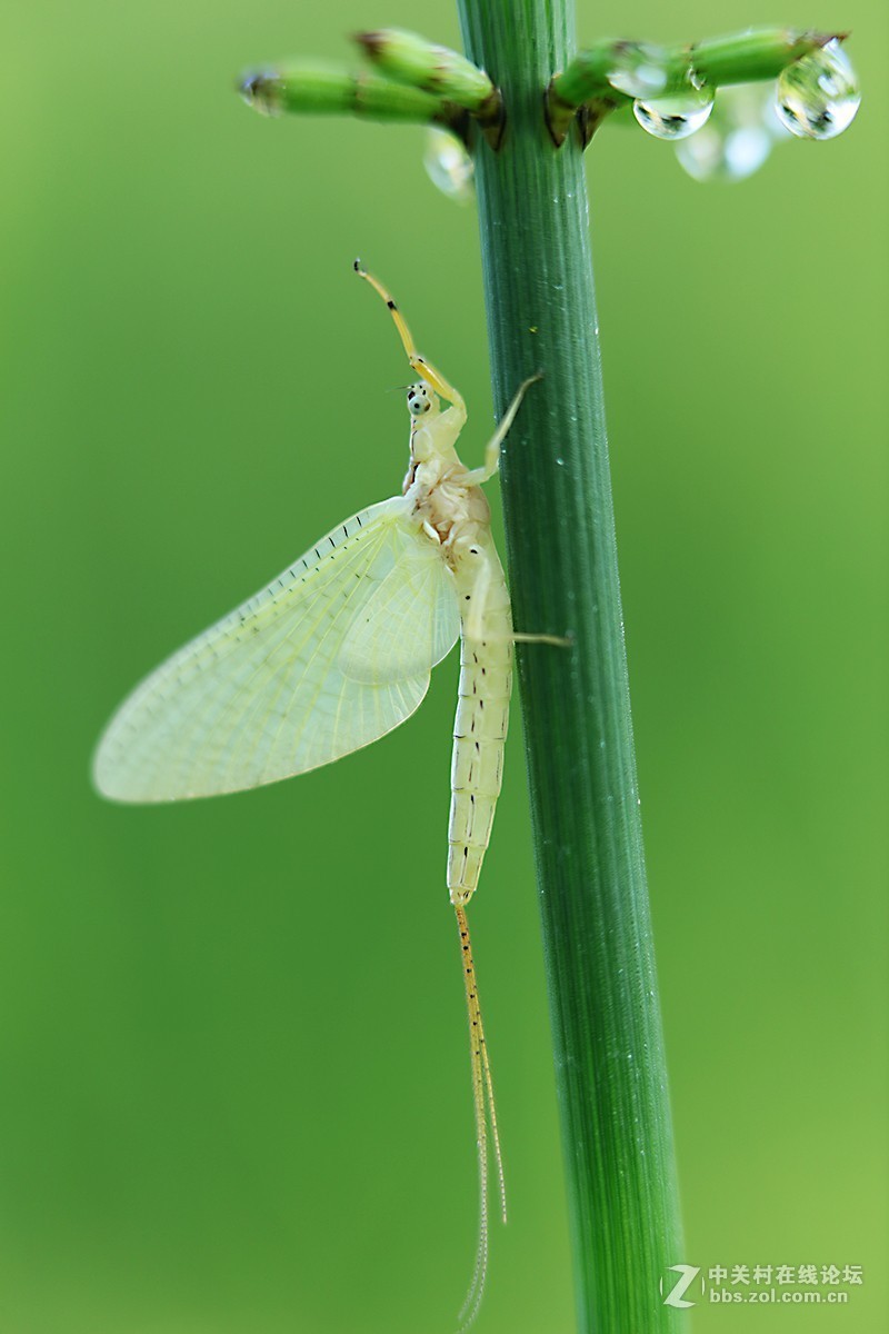 #版主坐堂# 2018年7月微距摄影星空(中国)作品集萃