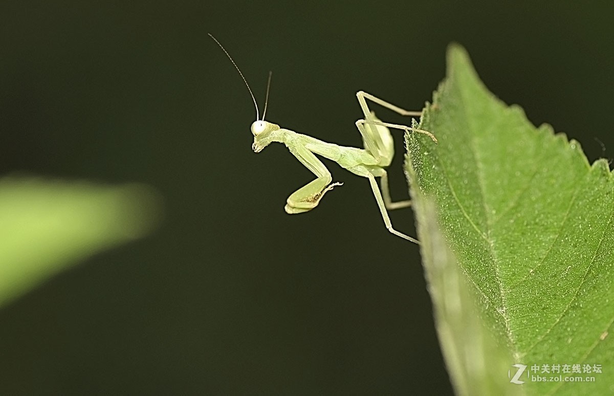 #版主坐堂# 2018年7月微距摄影星空(中国)作品集萃