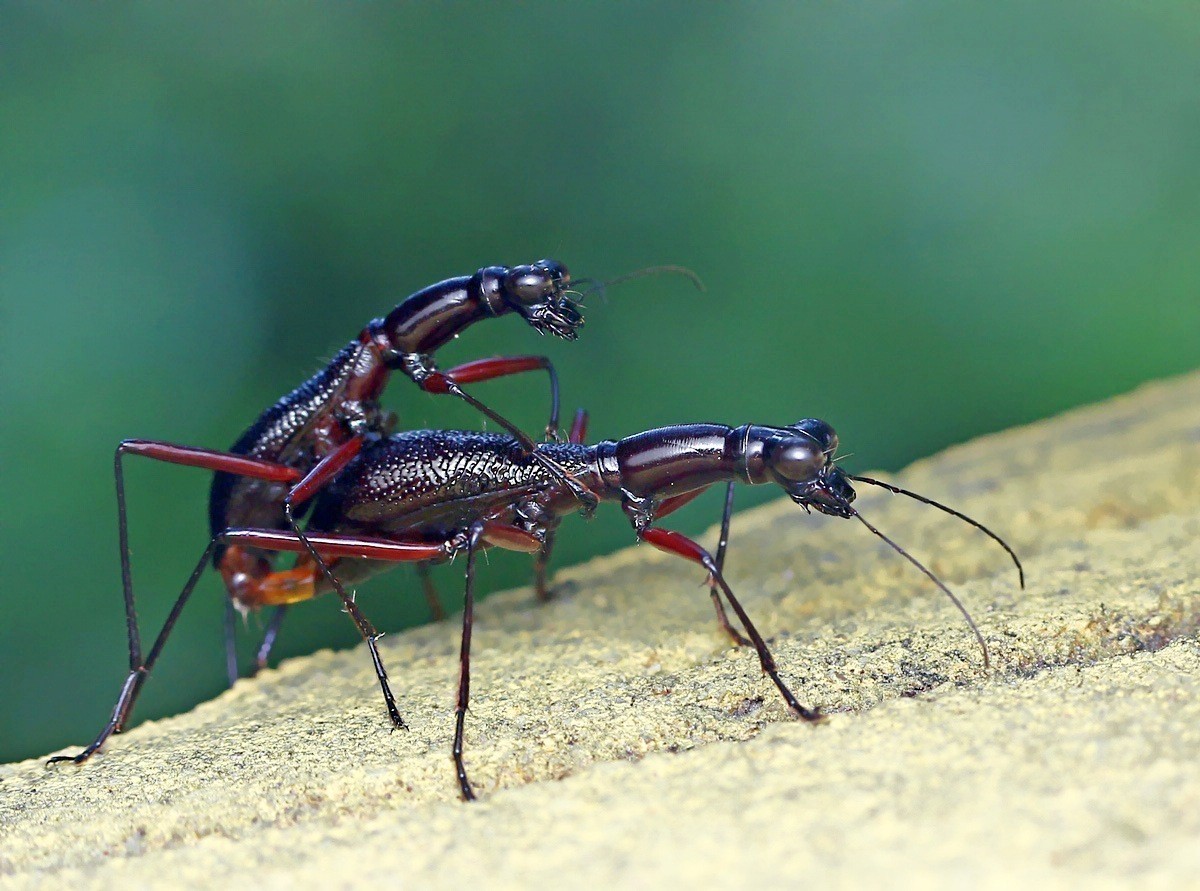 #版主坐堂# 2018年7月微距摄影星空(中国)作品集萃