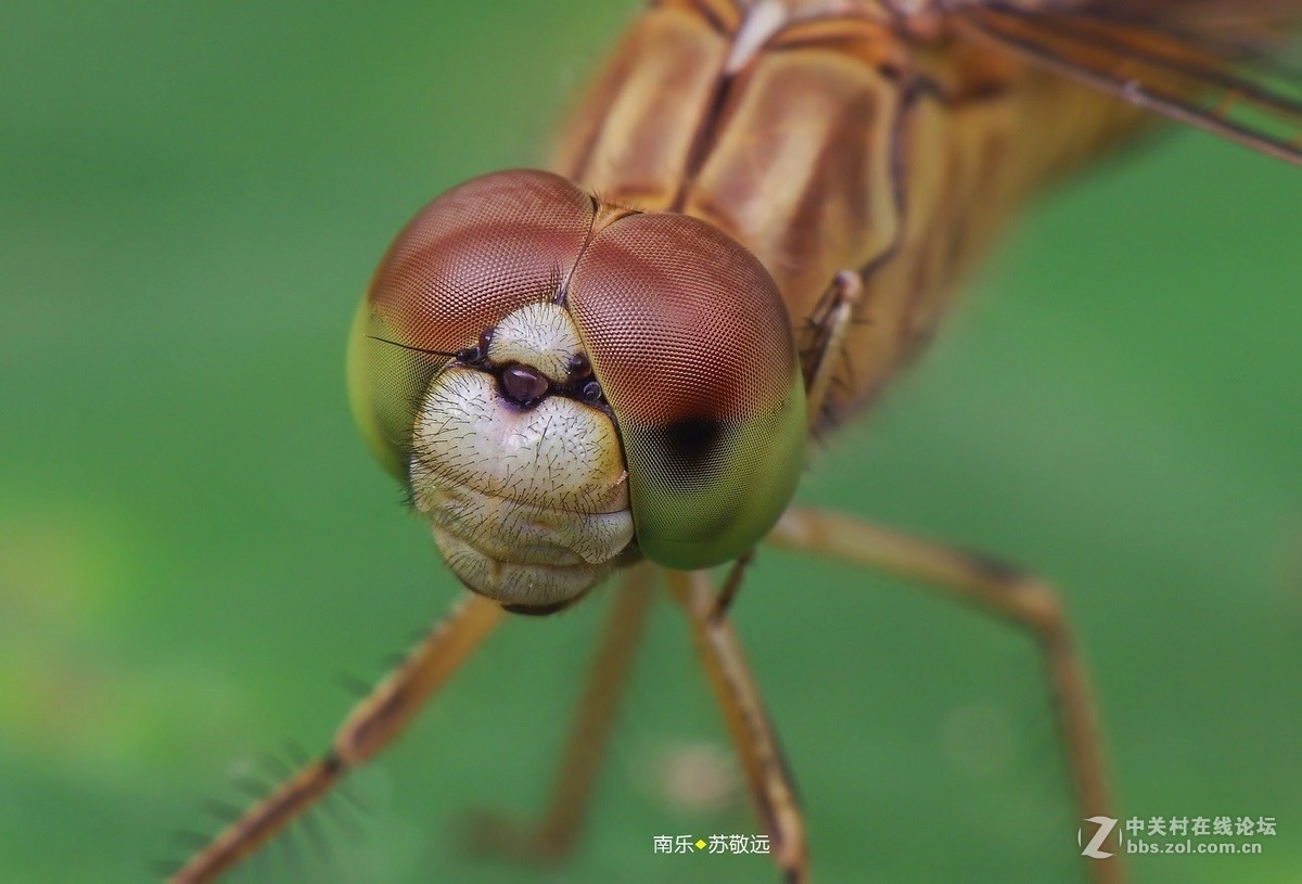 #版主坐堂# 2018年7月微距摄影星空(中国)作品集萃