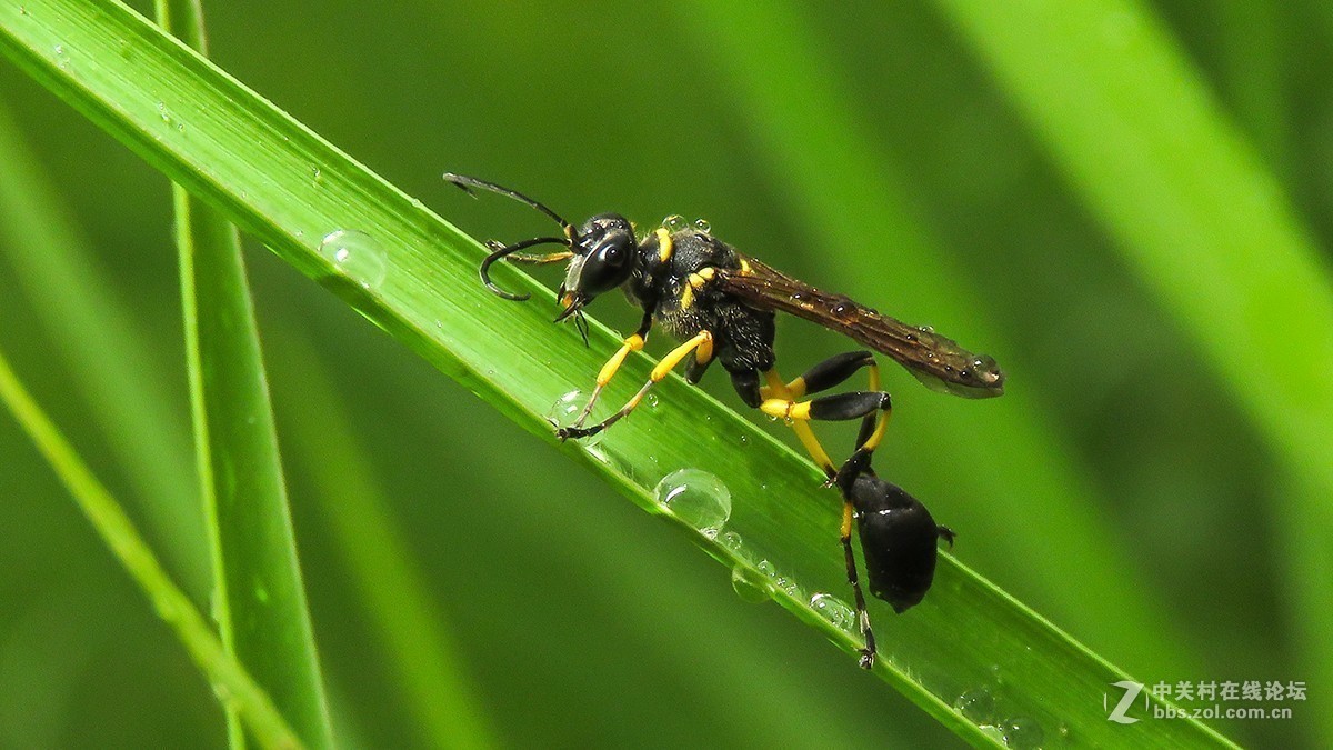 #版主坐堂# 2018年7月微距摄影星空(中国)作品集萃