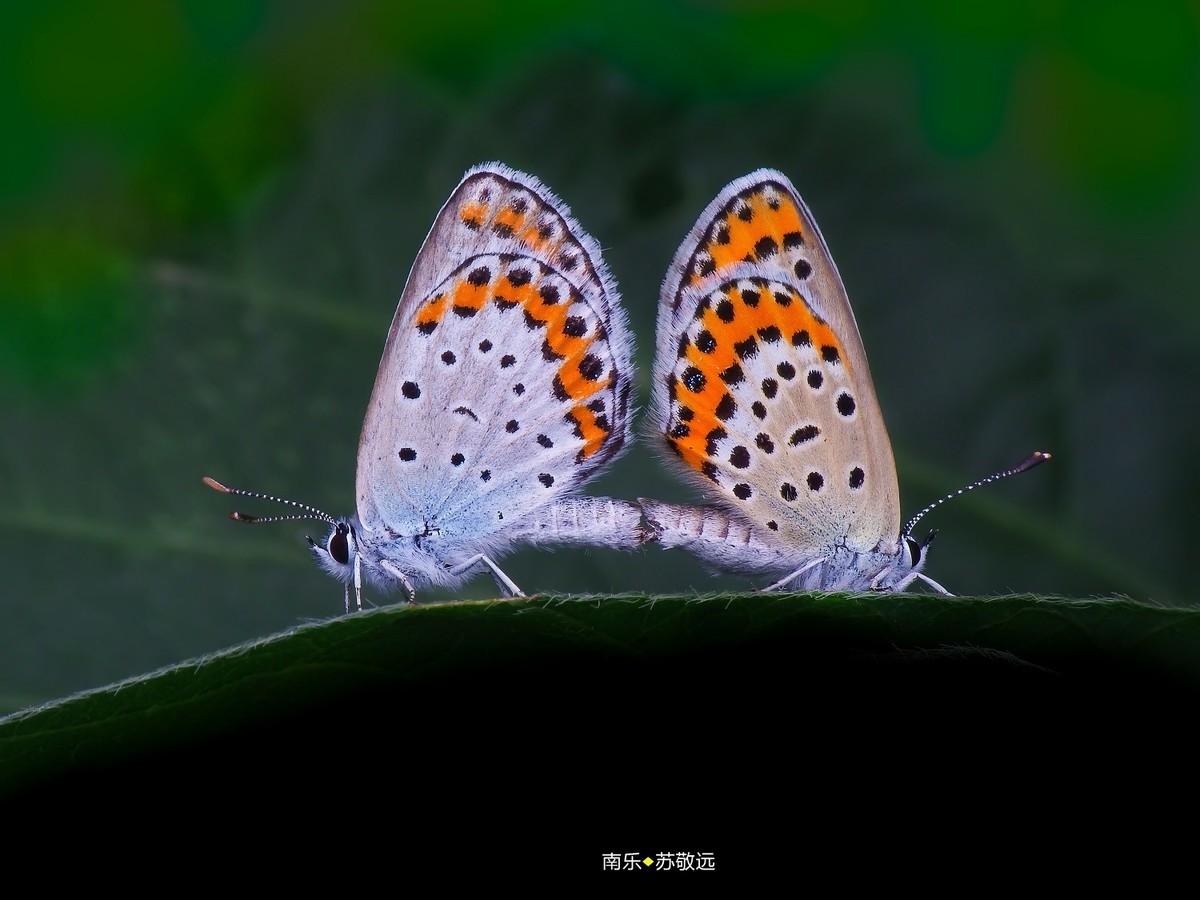 #版主坐堂# 2018年7月微距摄影星空(中国)作品集萃