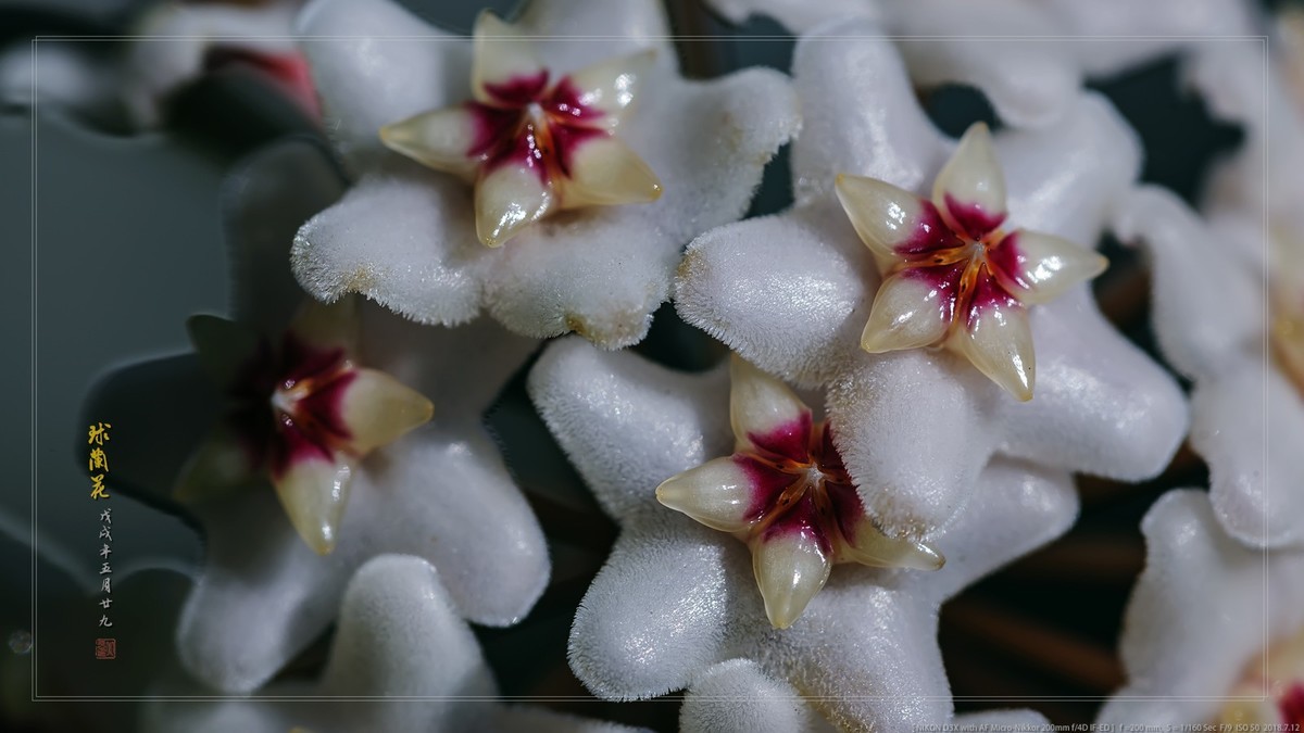 #版主坐堂# 2018年7月微距摄影星空(中国)作品集萃