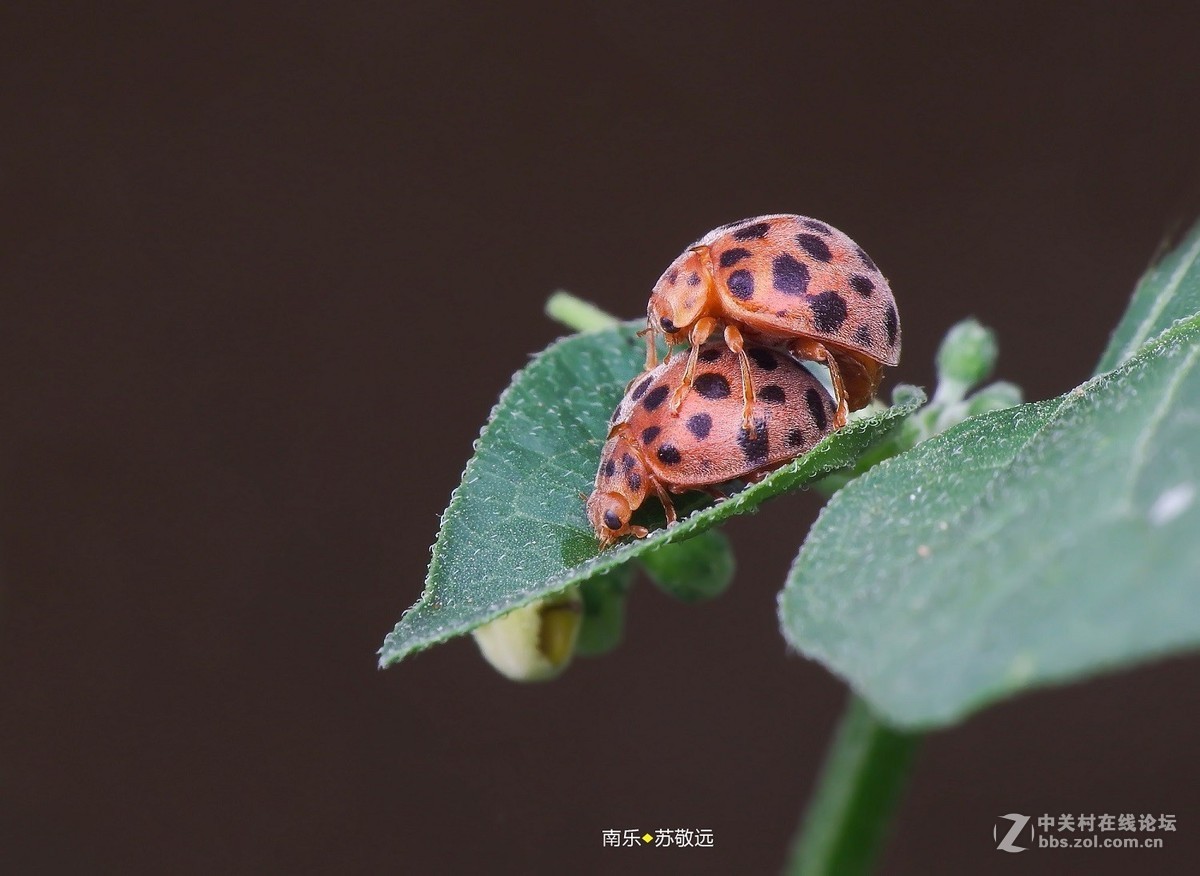 #版主坐堂# 2018年7月微距摄影星空(中国)作品集萃