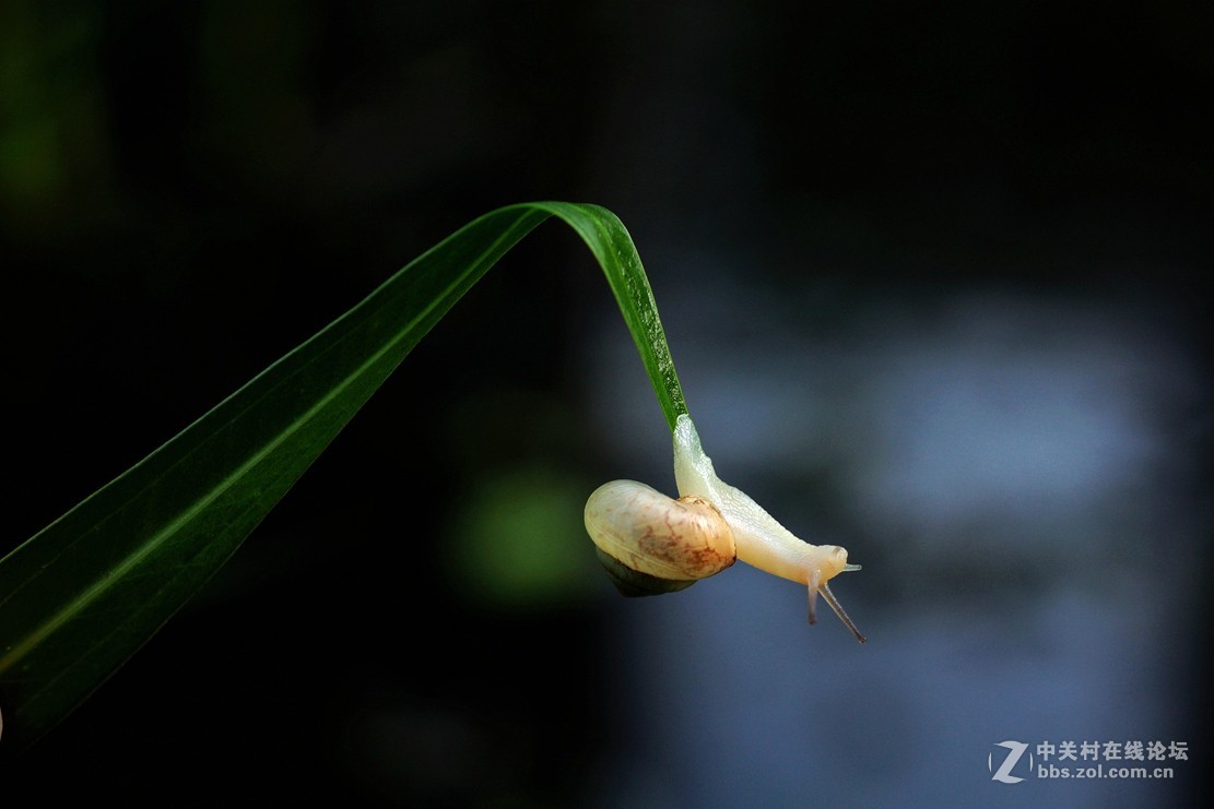 #版主坐堂# 2018年7月微距摄影星空(中国)作品集萃