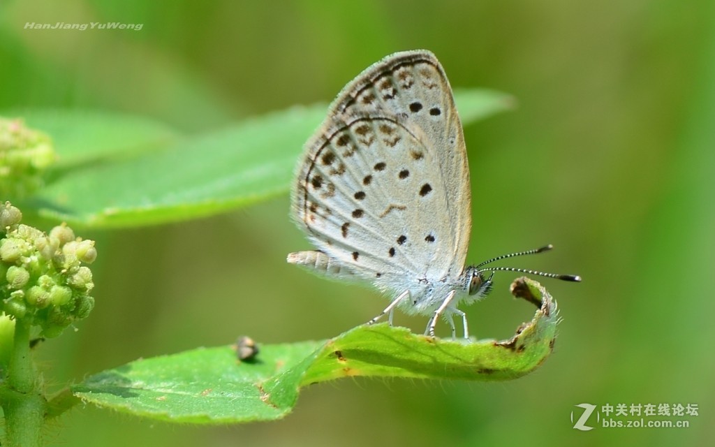 #版主坐堂# 2018年7月微距摄影星空(中国)作品集萃