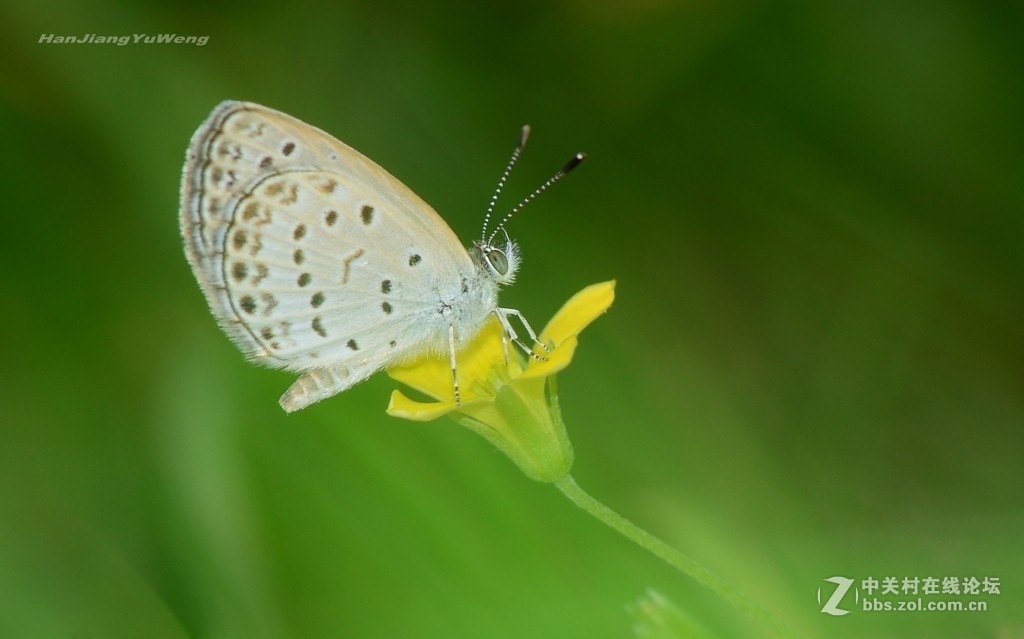 #版主坐堂# 2018年7月微距摄影星空(中国)作品集萃