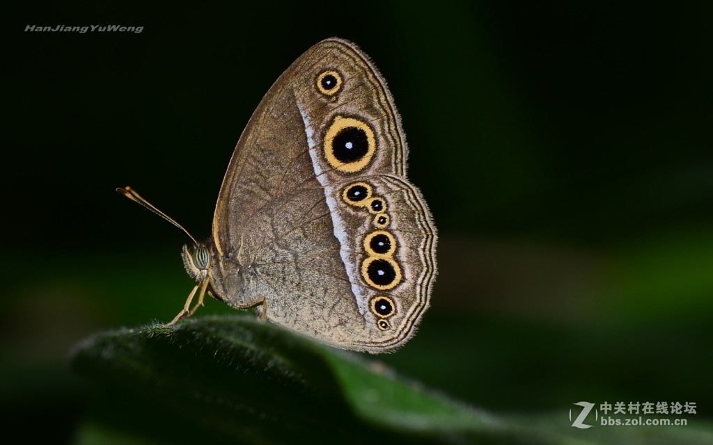 #版主坐堂# 2018年7月微距摄影星空(中国)作品集萃
