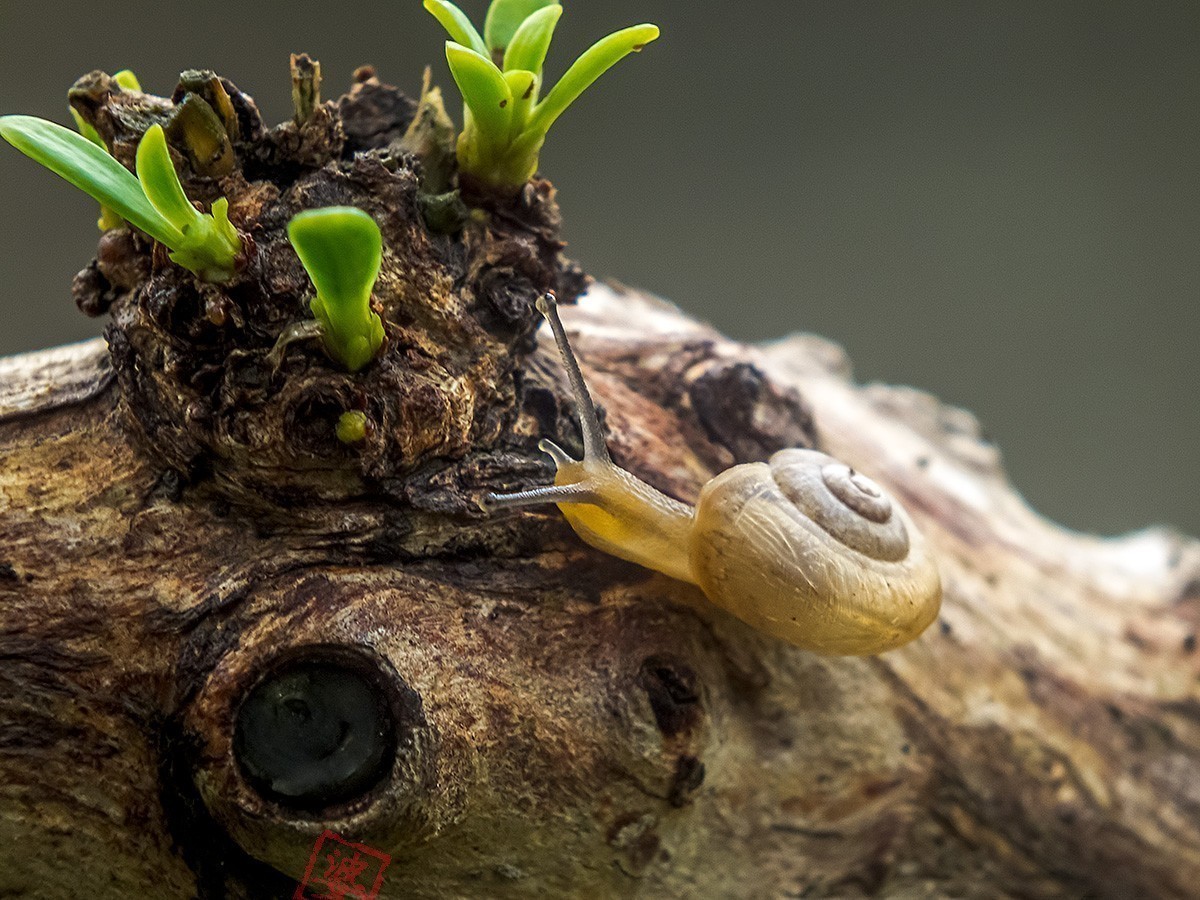 #版主坐堂# 2018年7月微距摄影星空(中国)作品集萃