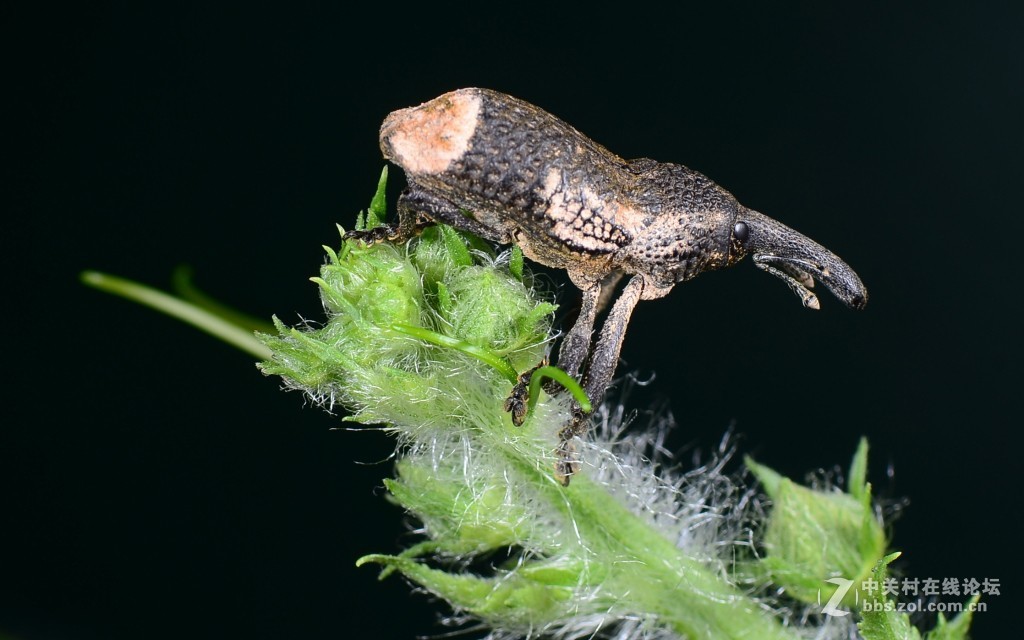 #版主坐堂# 2018年7月微距摄影星空(中国)作品集萃