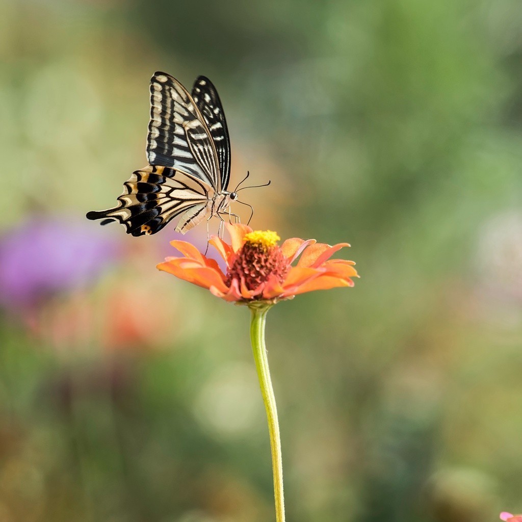 #版主坐堂# 2018年7月微距摄影星空(中国)作品集萃