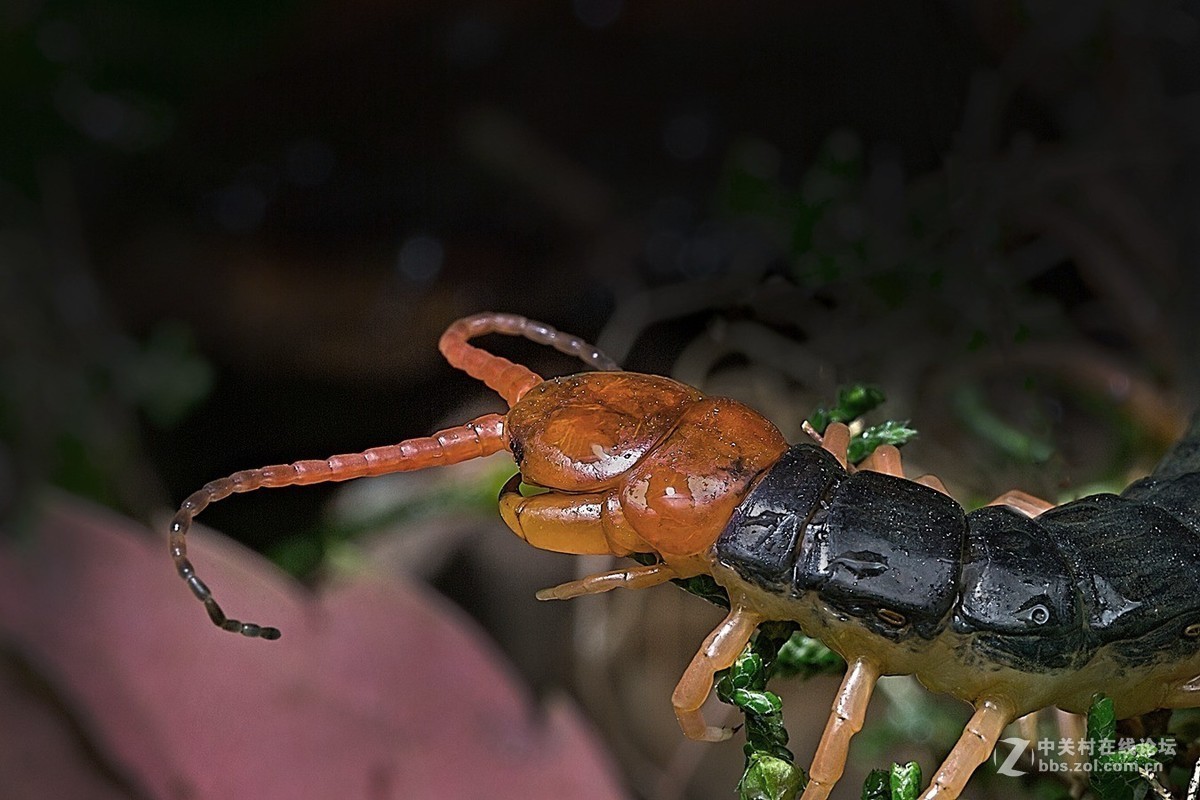 #版主坐堂# 2018年7月微距摄影星空(中国)作品集萃