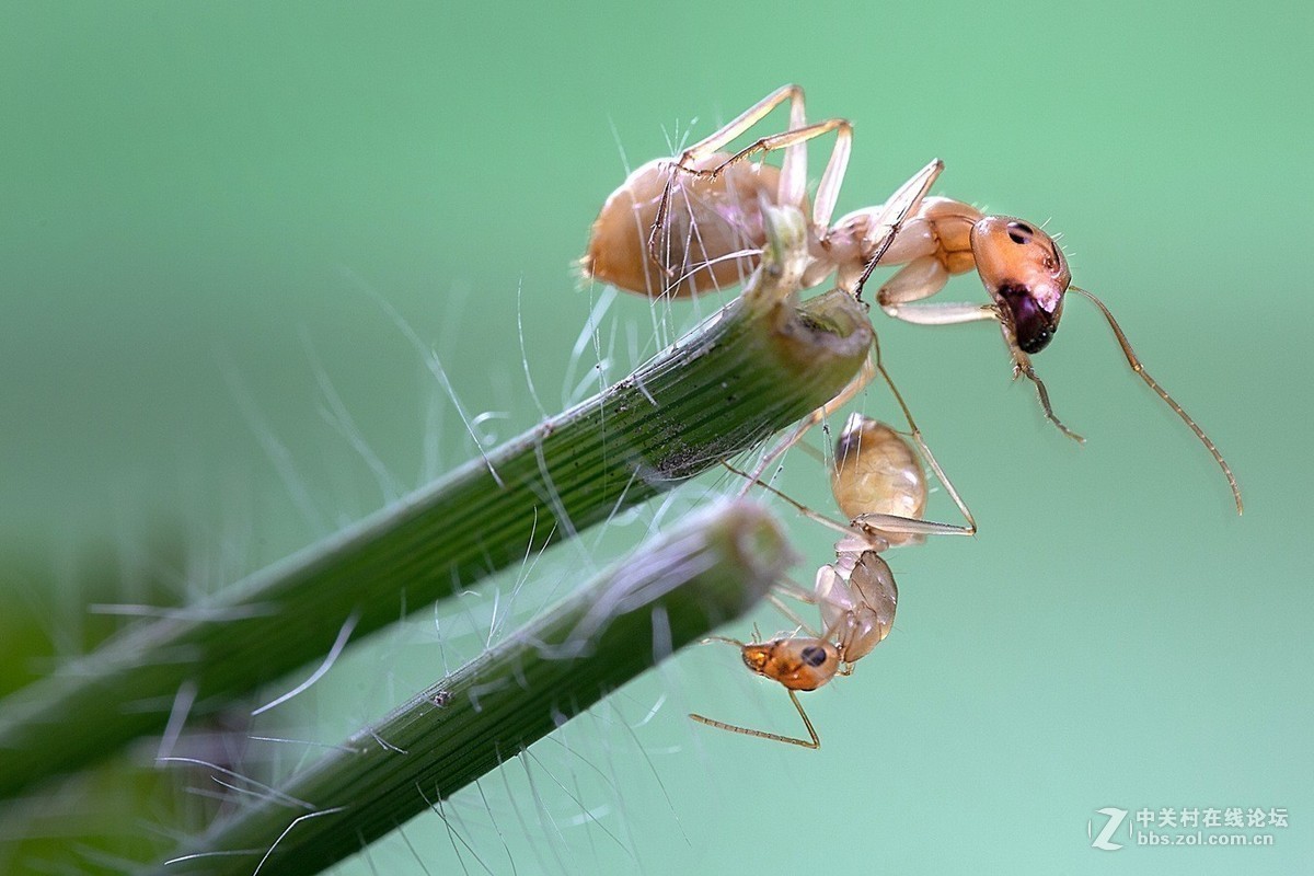 #版主坐堂# 2018年7月微距摄影星空(中国)作品集萃