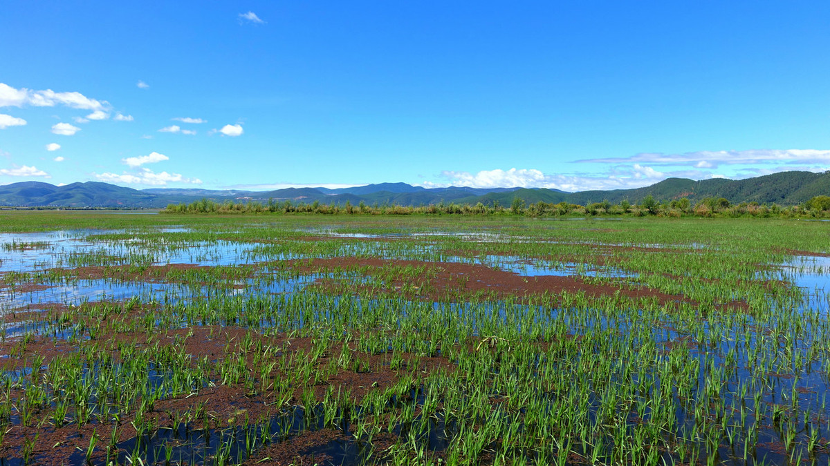 云南拉市海风光 1