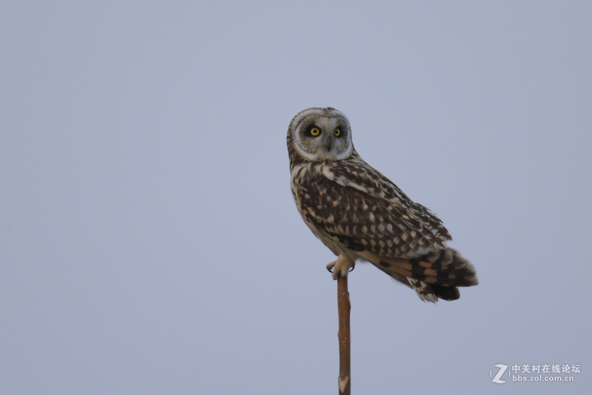 ----------短耳鸮----------