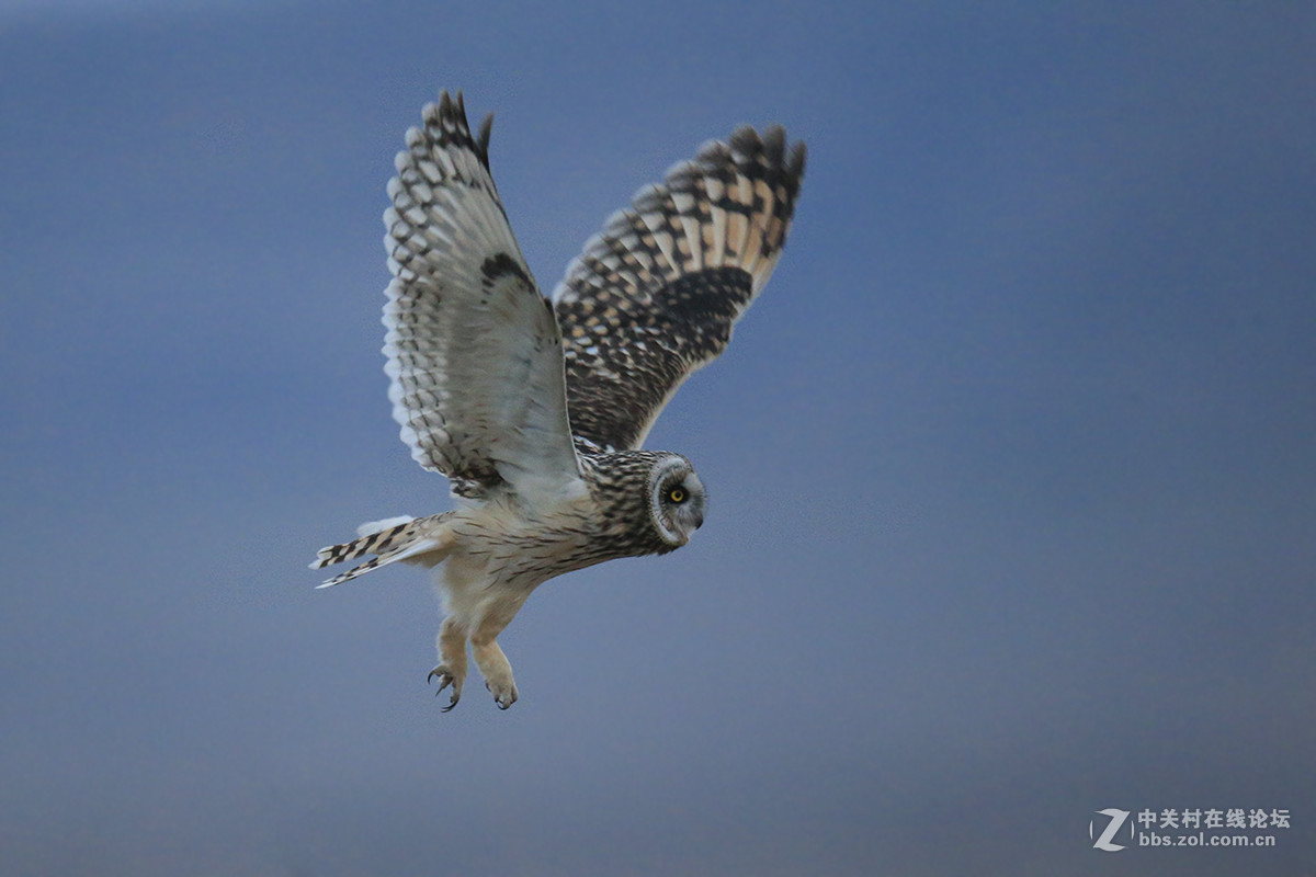 ----------短耳鸮----------