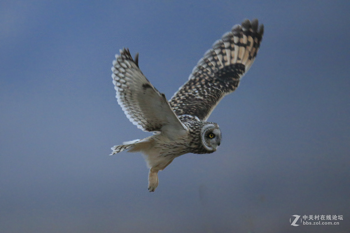 ----------短耳鸮----------