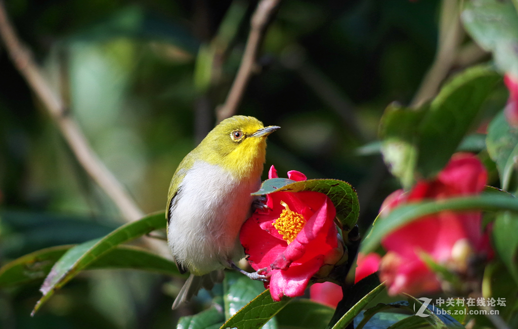 公园里可爱的小鸟-绣眼、太阳鸟