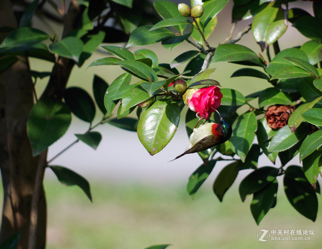 公园里可爱的小鸟-绣眼、太阳鸟