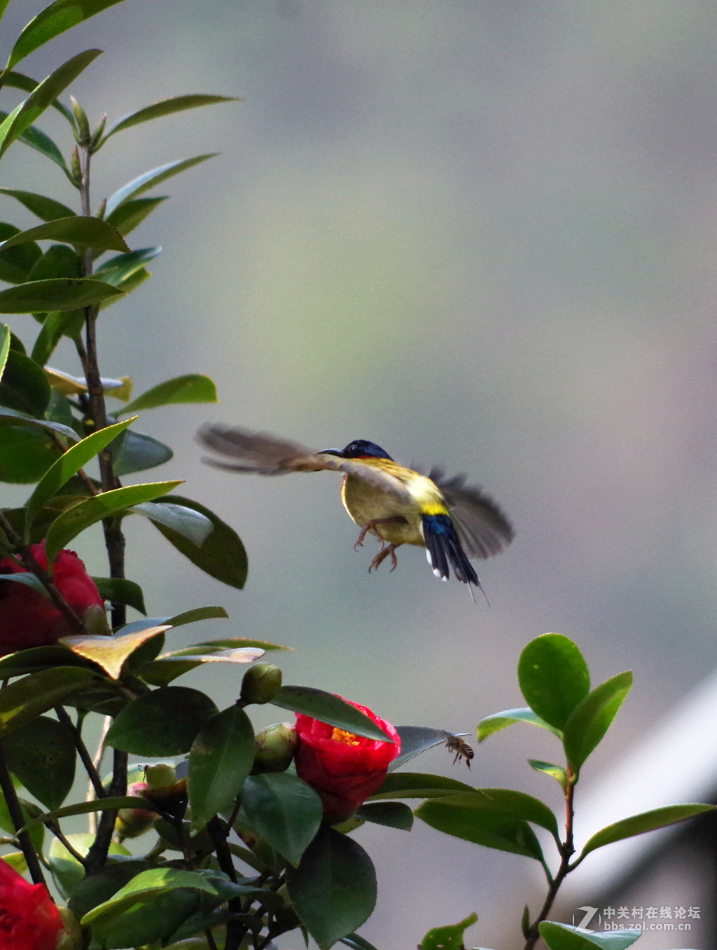 公园里可爱的小鸟-绣眼、太阳鸟