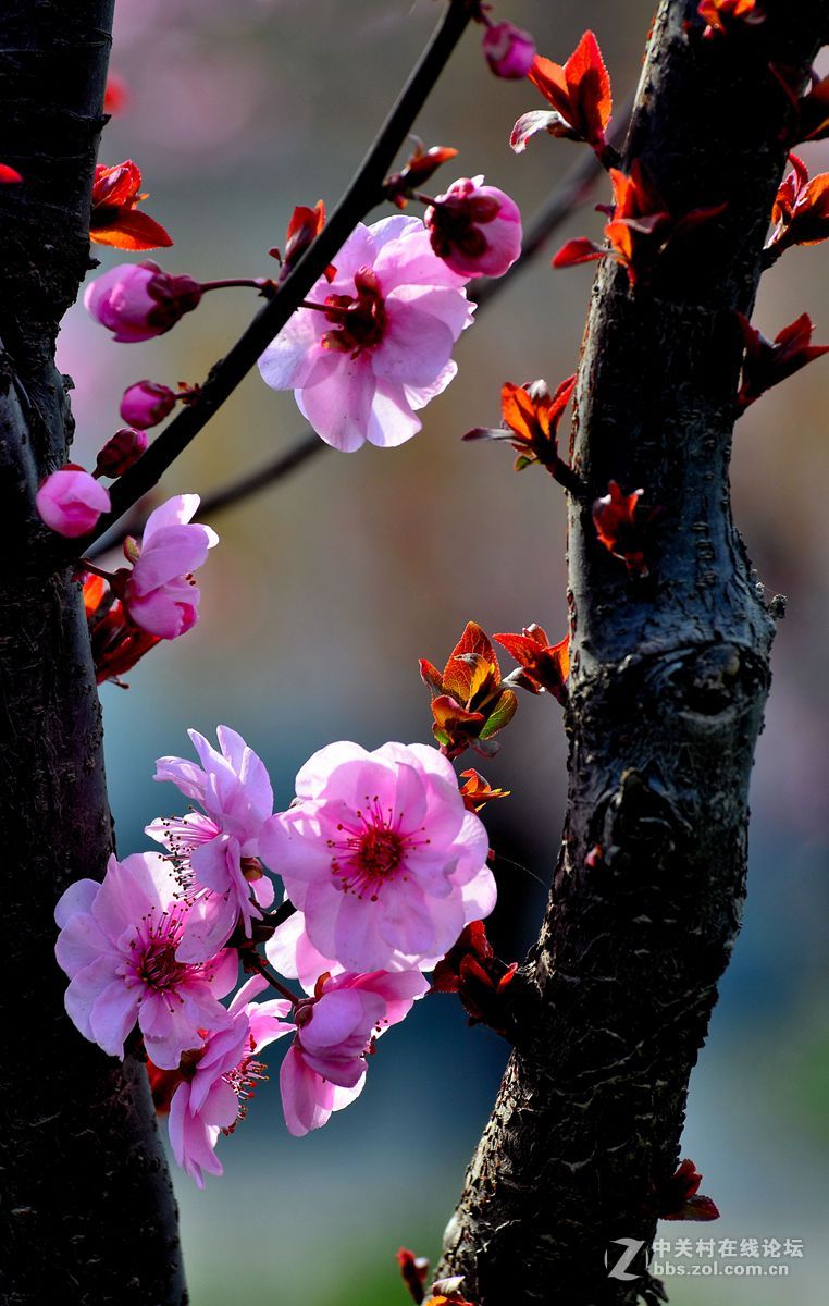 梅花桃花和海棠