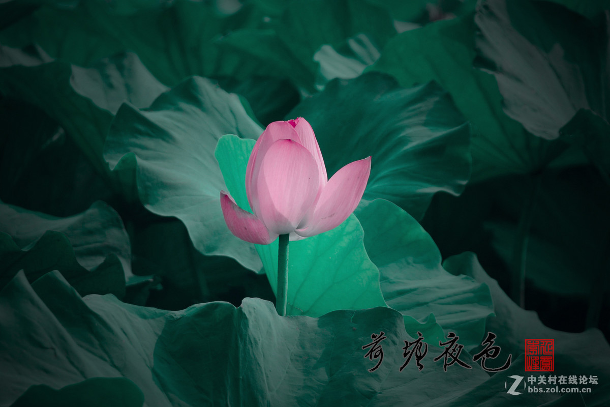 荷塘夜色