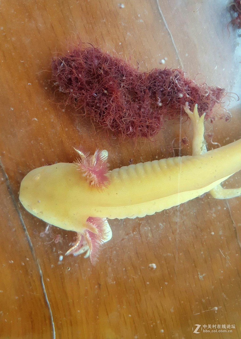 六角恐龙争食