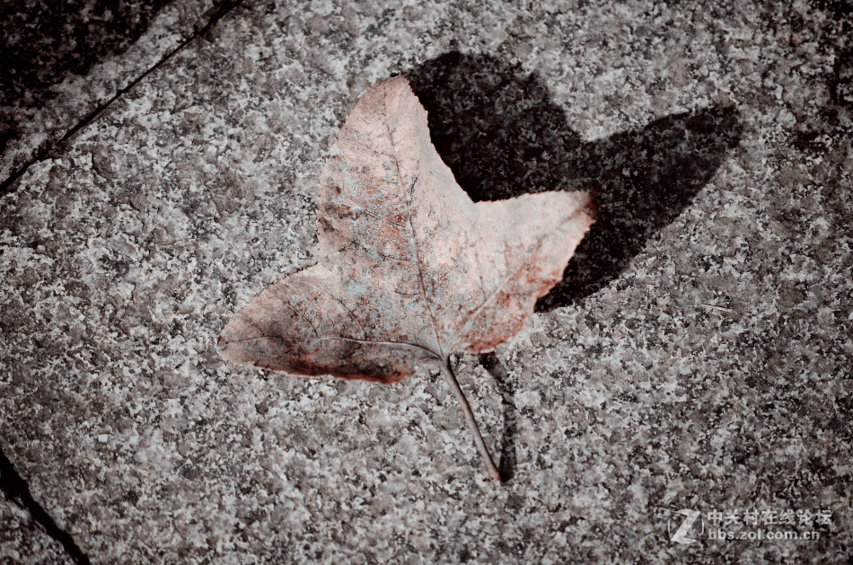 植物园掠影~~冬天的气息！