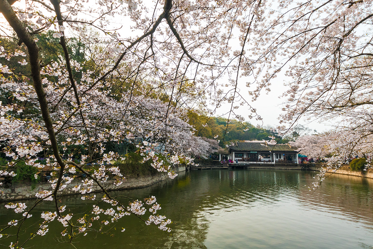 樱花盛