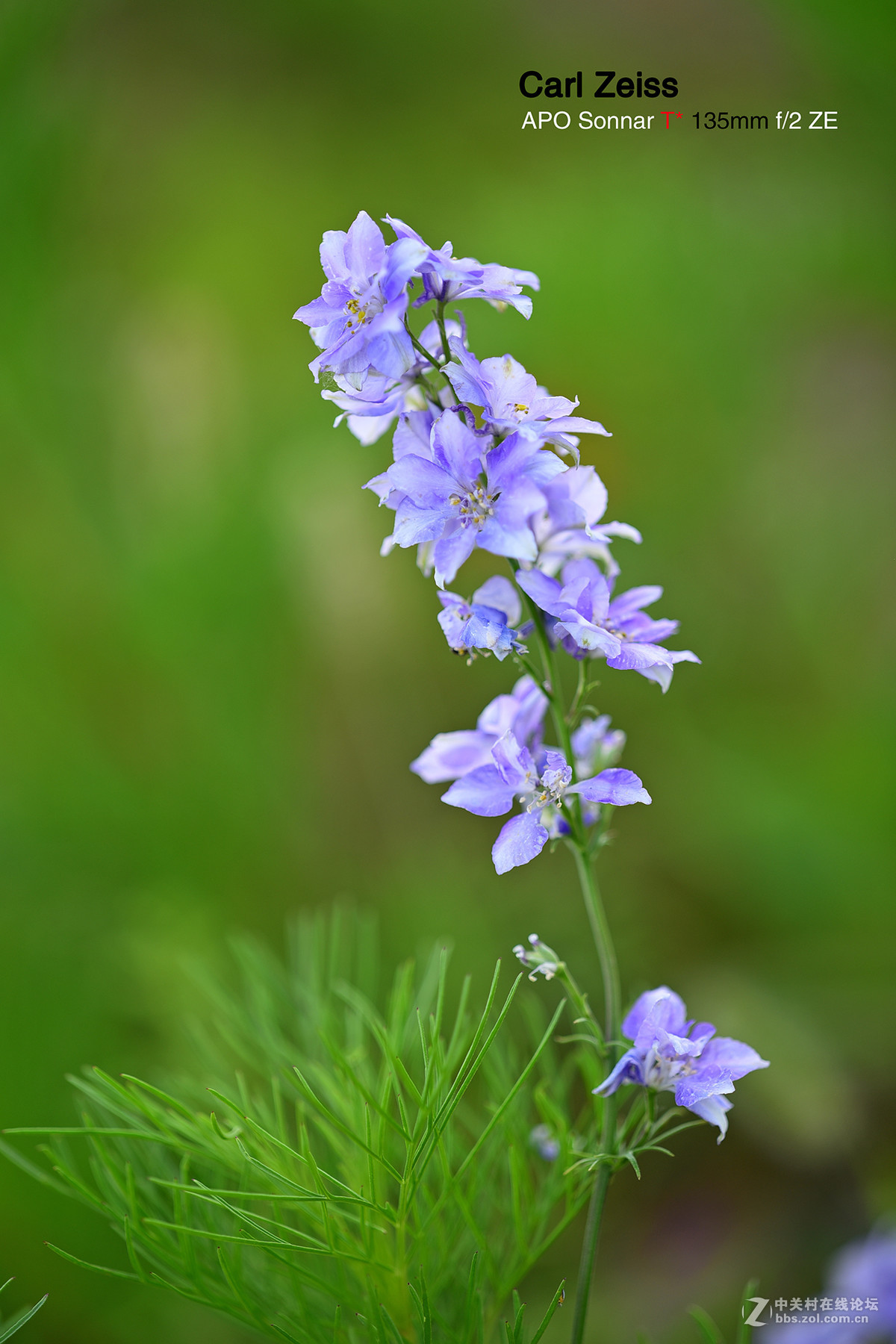试拍APO135/ZF2
