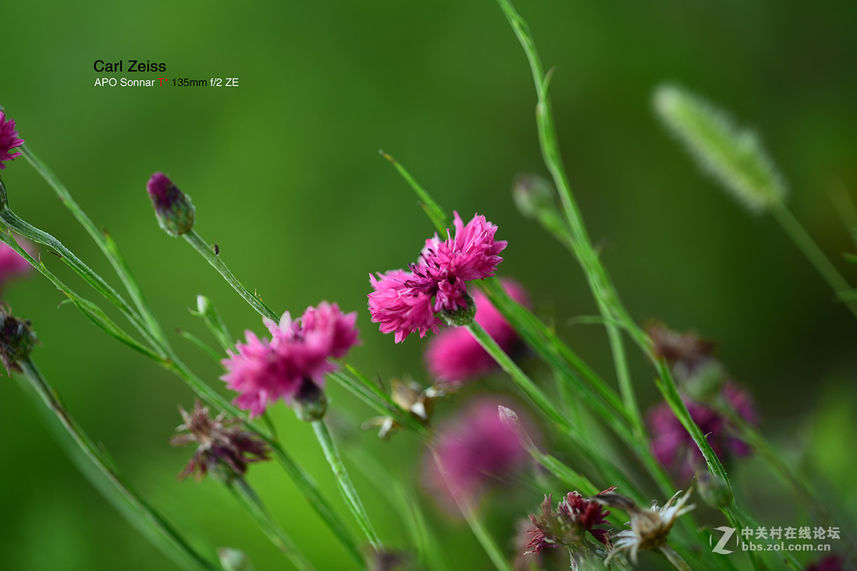 试拍APO135/ZF2