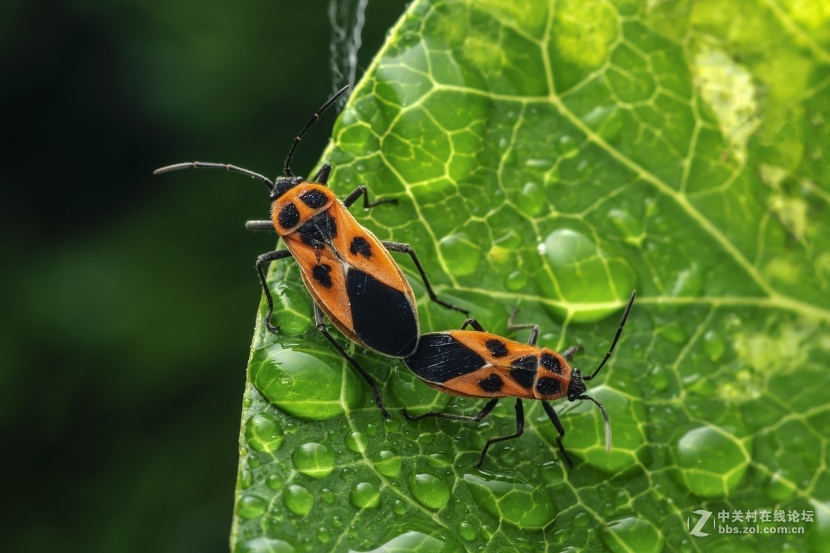 #版主坐堂# 2018年7月微距摄影星空(中国)作品集萃