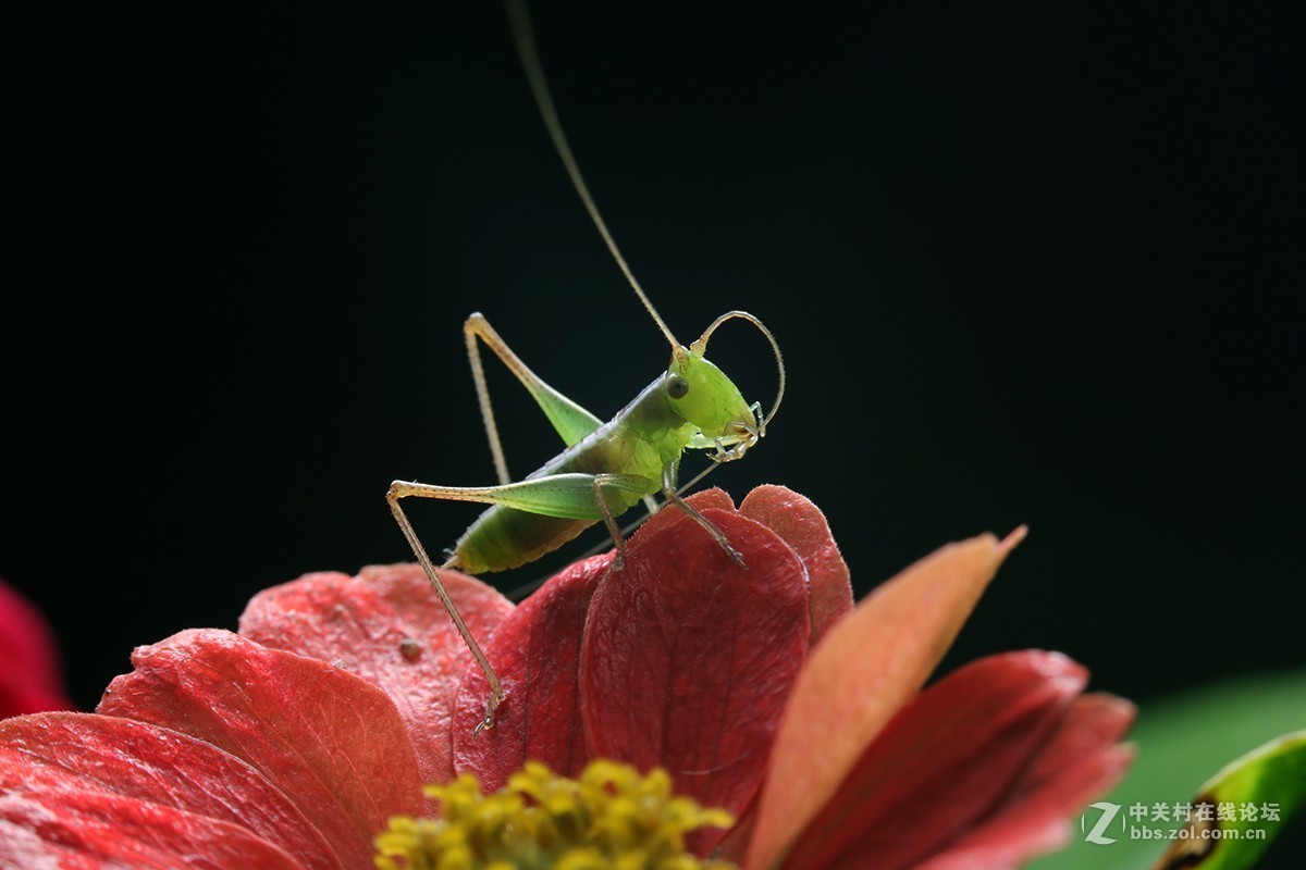 #版主坐堂# 2018年7月微距摄影星空(中国)作品集萃