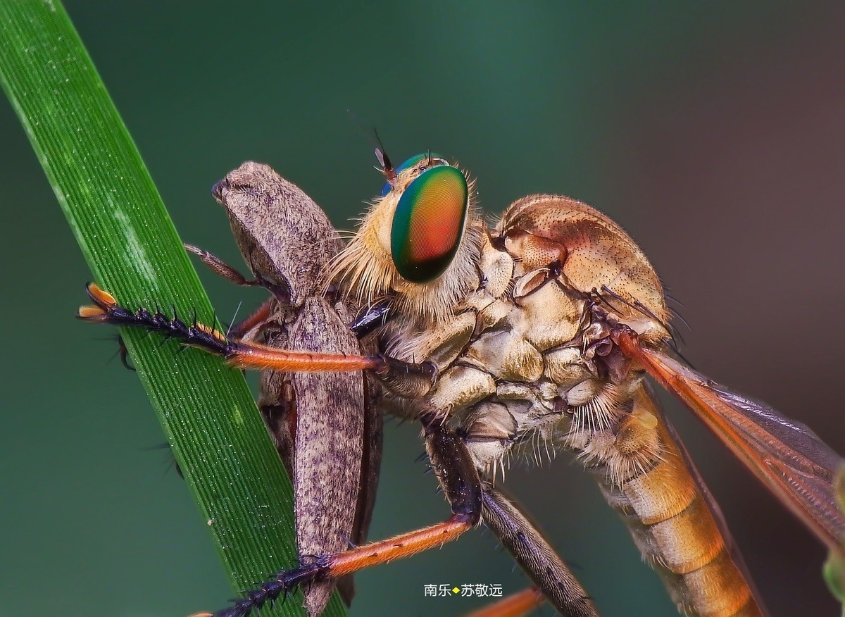 #版主坐堂# 2018年7月微距摄影星空(中国)作品集萃