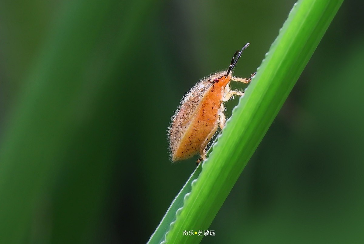 #版主坐堂# 2018年7月微距摄影星空(中国)作品集萃