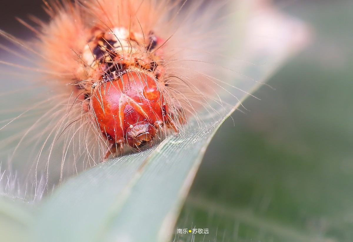 #版主坐堂# 2018年7月微距摄影星空(中国)作品集萃