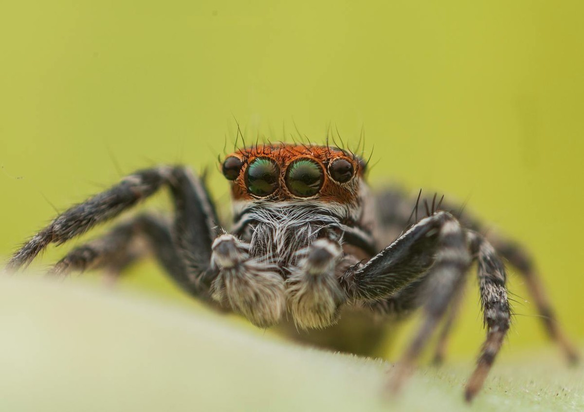 #版主坐堂# 2018年7月微距摄影星空(中国)作品集萃