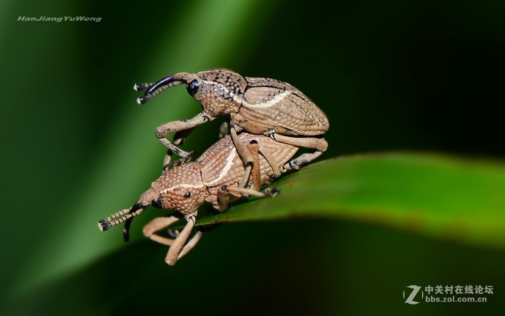 #版主坐堂# 2018年7月微距摄影星空(中国)作品集萃
