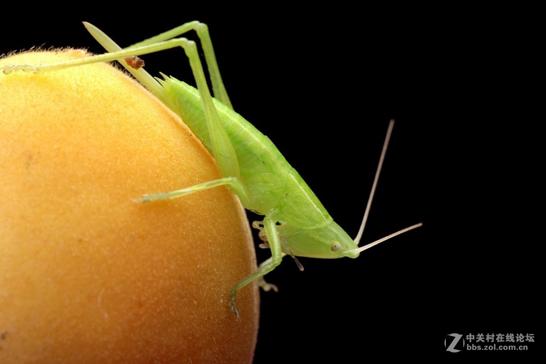 #版主坐堂# 2018年7月微距摄影星空(中国)作品集萃