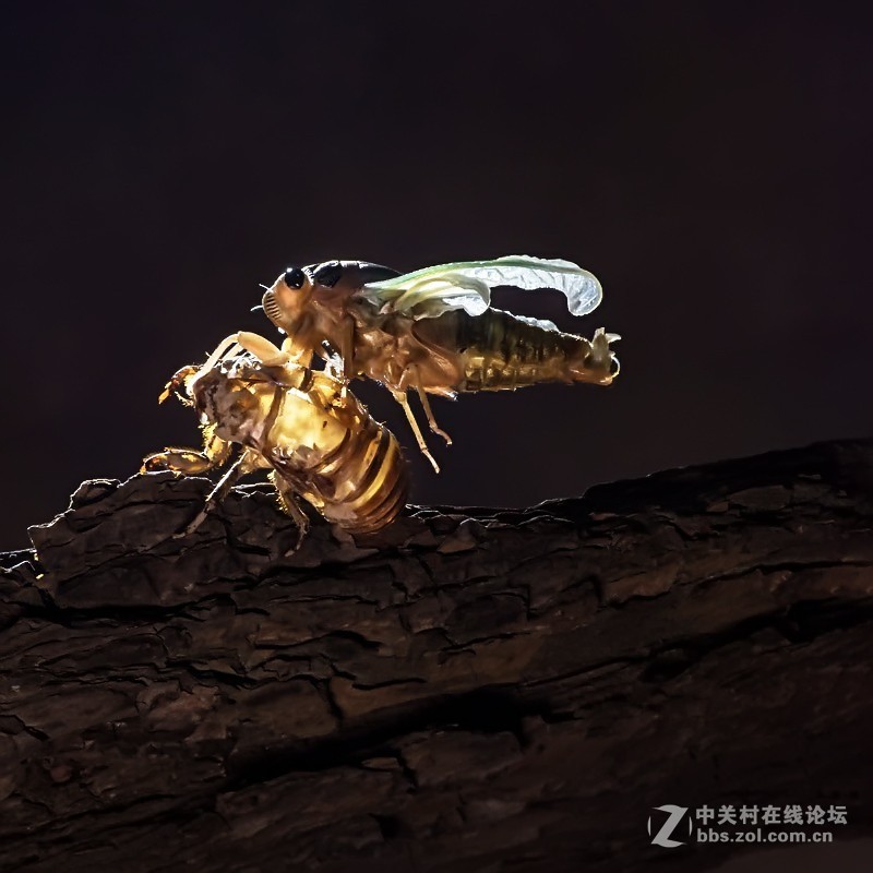 #版主坐堂# 2018年7月微距摄影星空(中国)作品集萃