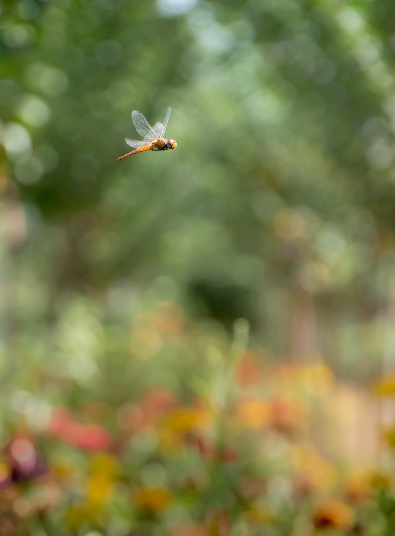 #版主坐堂# 2018年7月微距摄影星空(中国)作品集萃