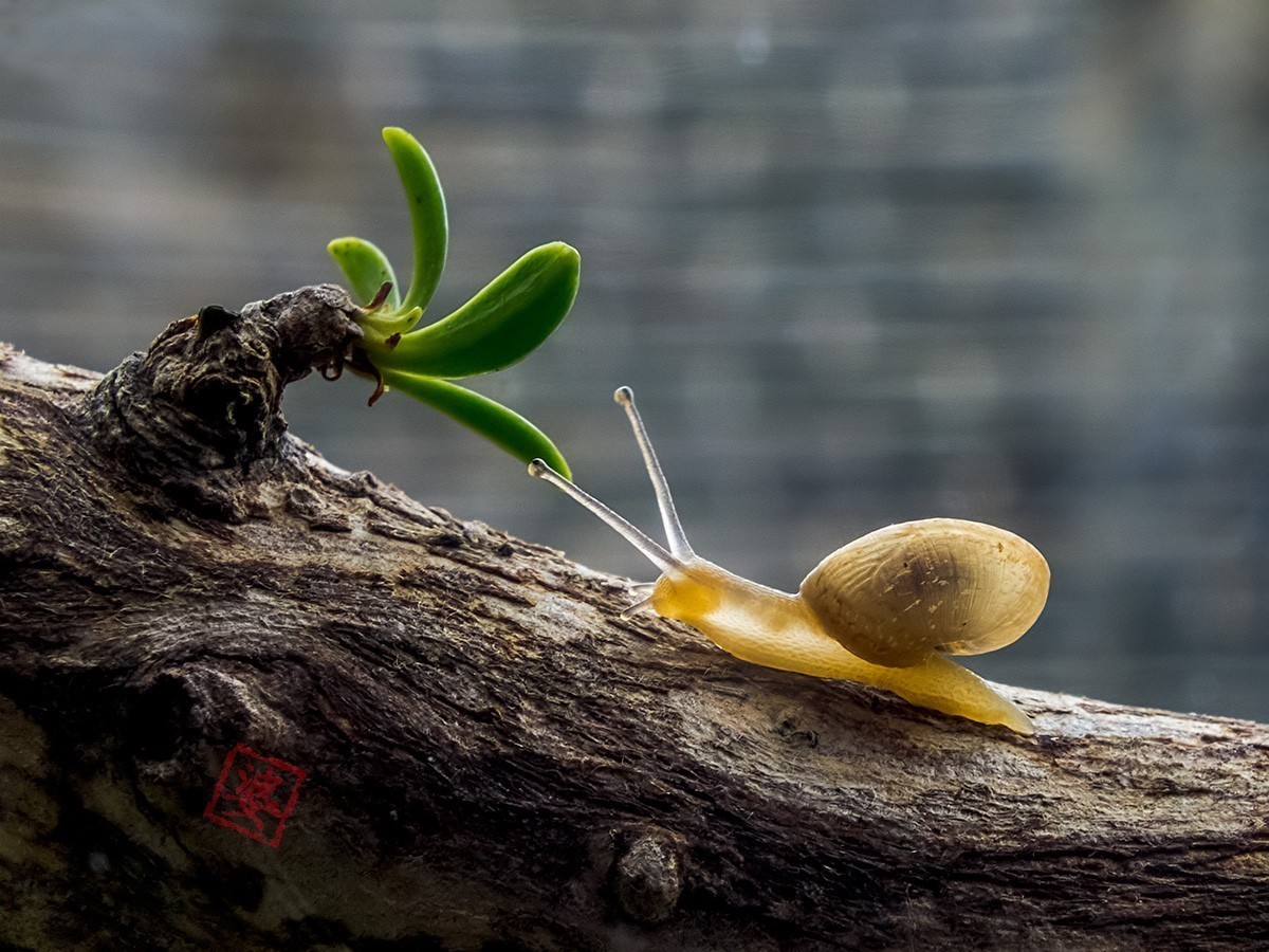 #版主坐堂# 2018年7月微距摄影星空(中国)作品集萃