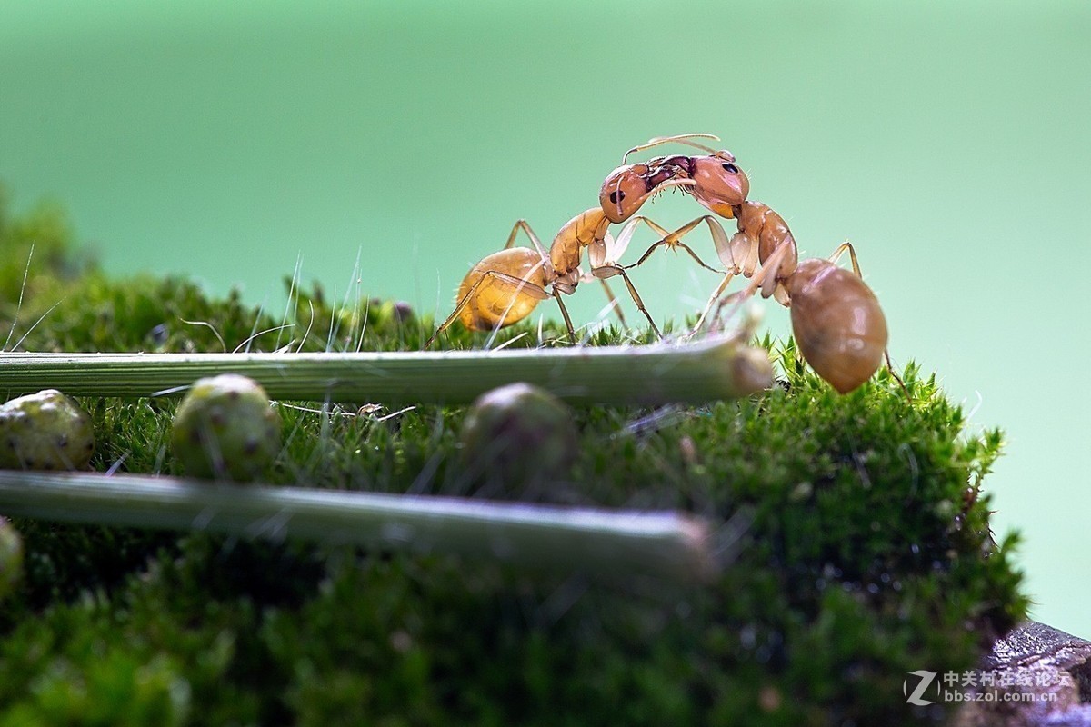 #版主坐堂# 2018年7月微距摄影星空(中国)作品集萃