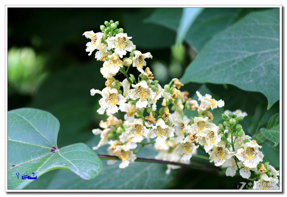 黃金樹花