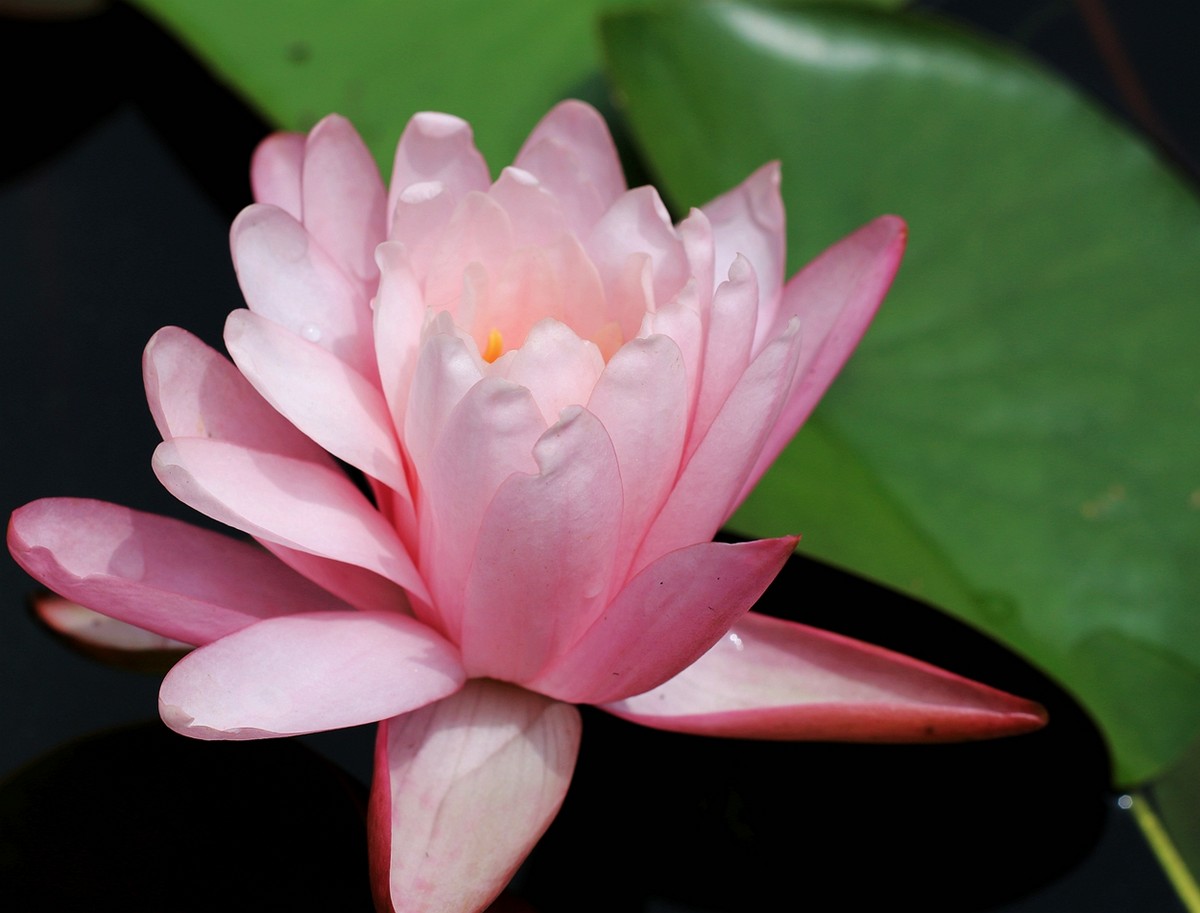 美丽妖娆的睡莲