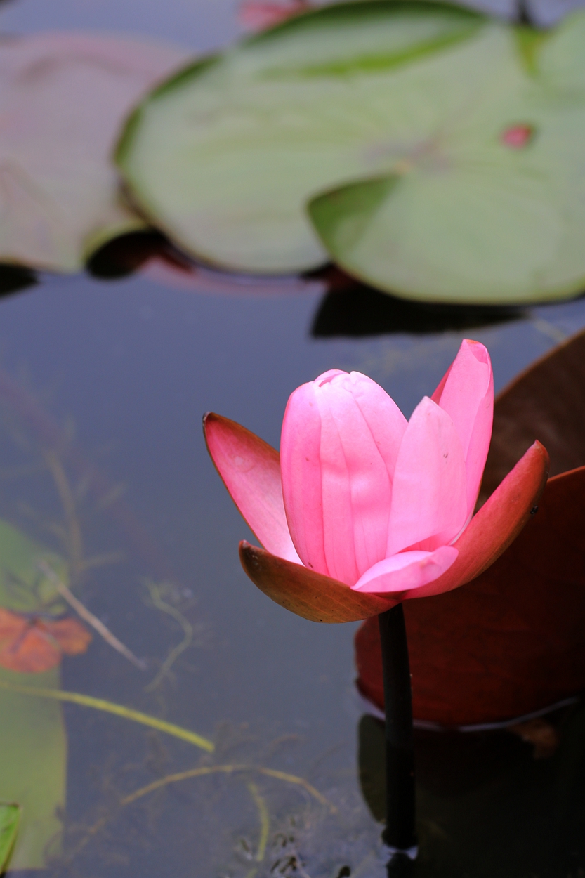 美丽妖娆的睡莲