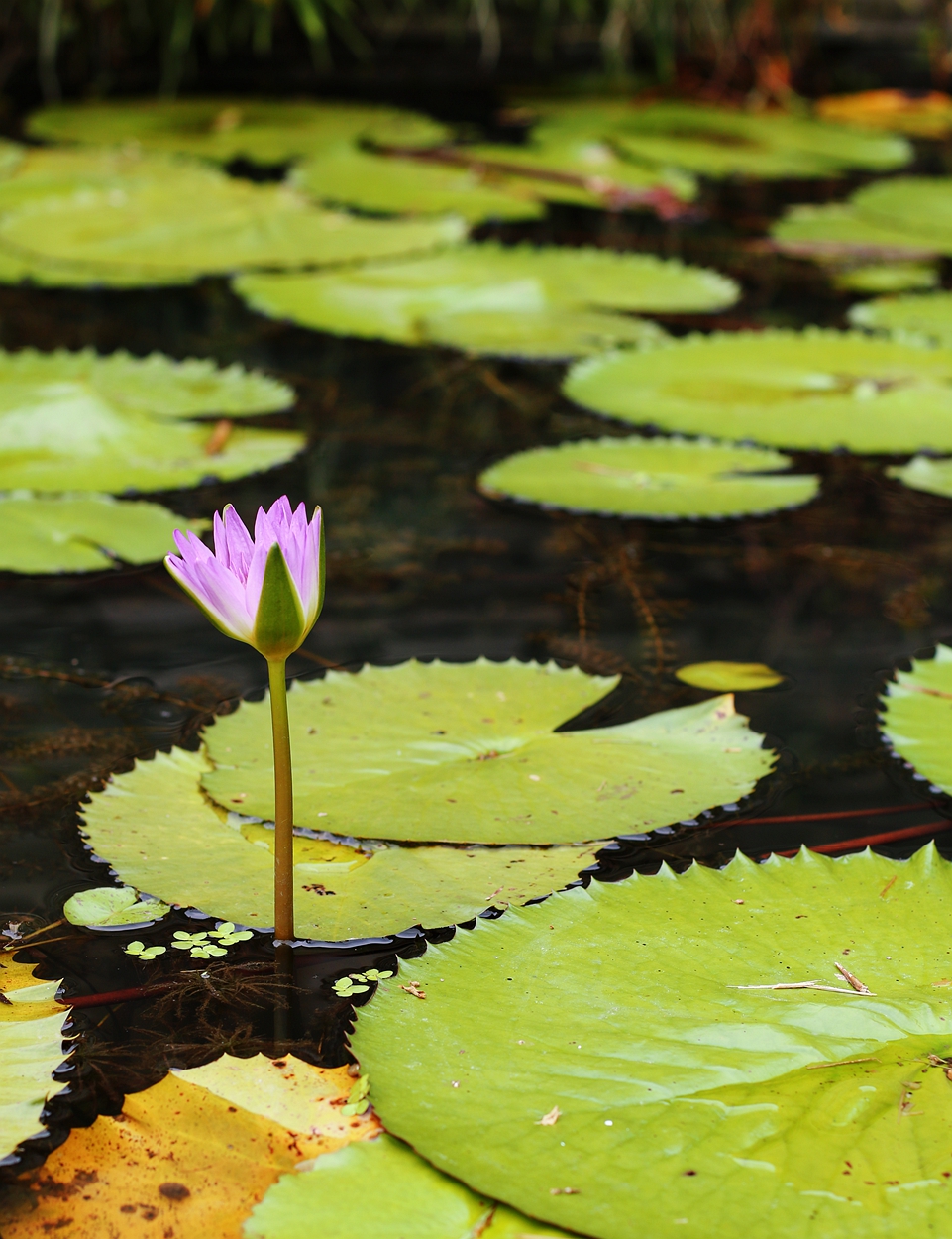 美丽妖娆的睡莲